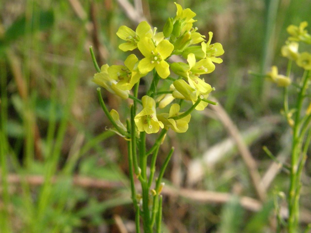 Common Winter-cress
