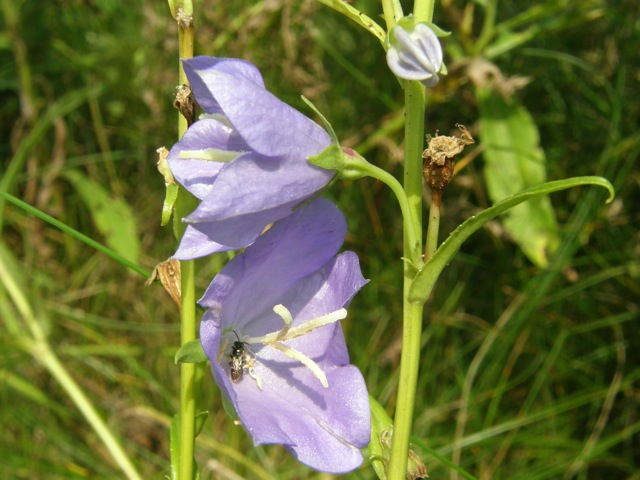 Bellflower (species?)