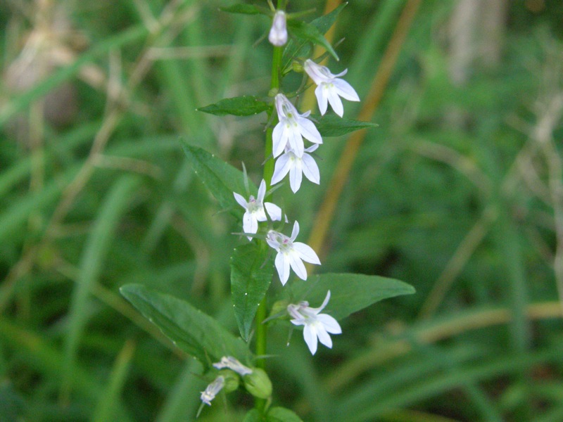 Indian Tobacco