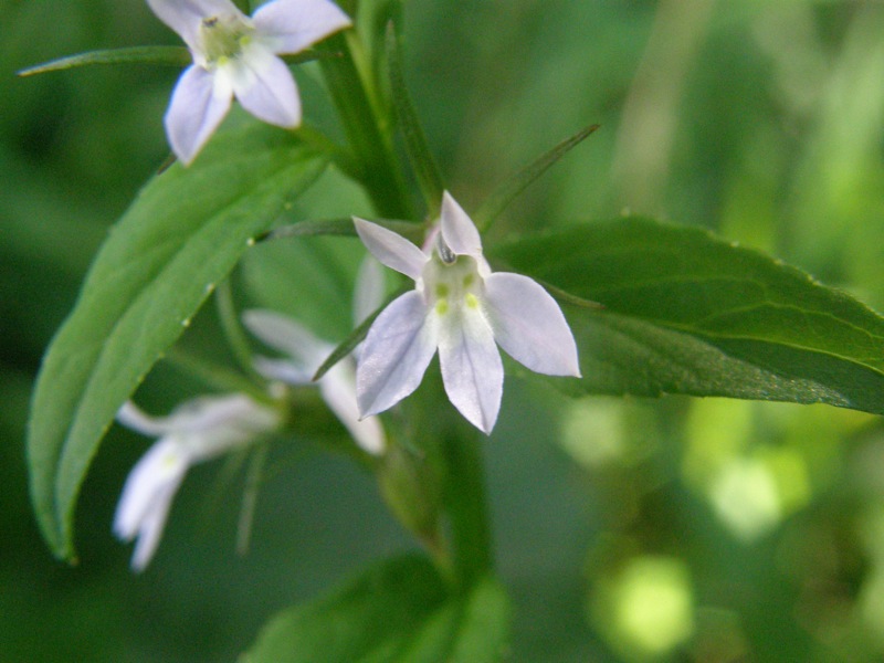 Indian Tobacco
