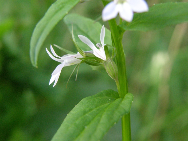 Indian Tobacco