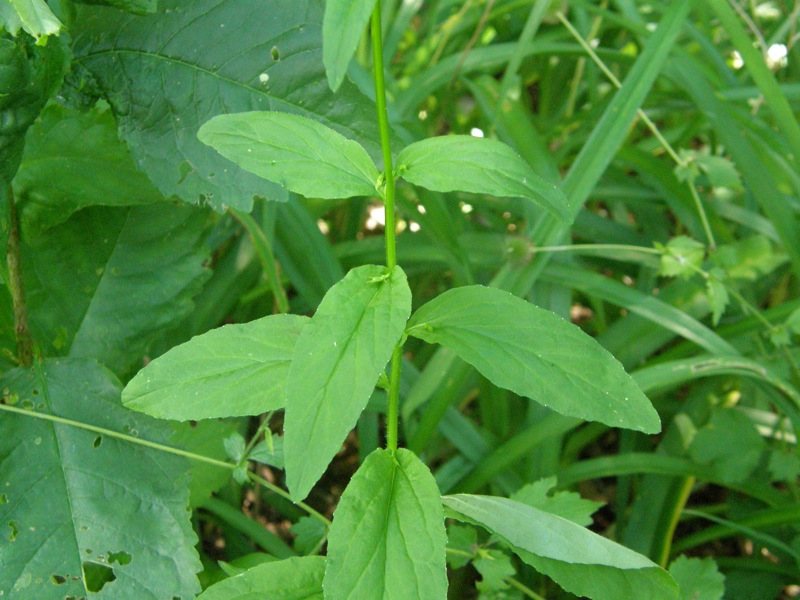 Indian Tobacco