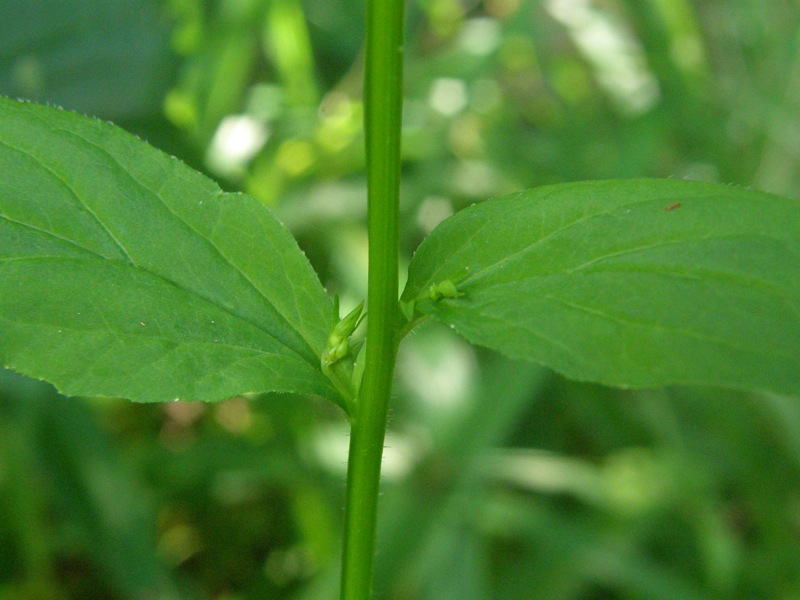 Indian Tobacco