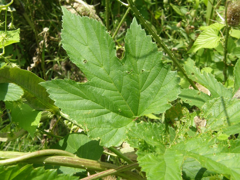 Common Hops