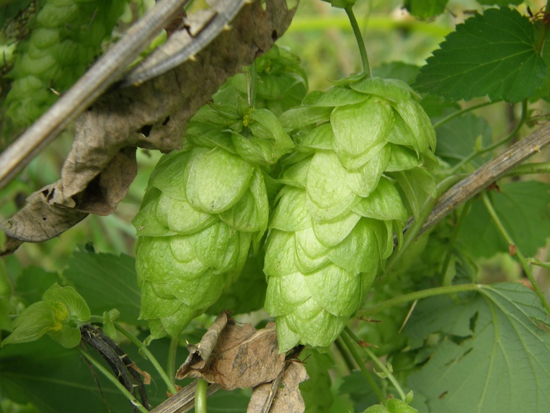 Common Hops