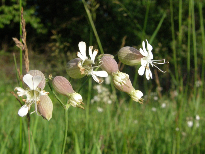 Bladder Campion