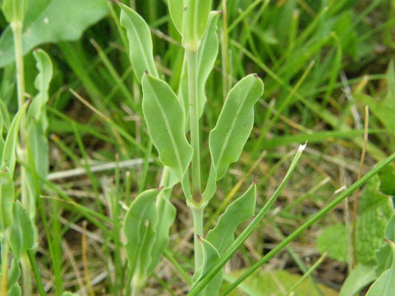 Bladder Campion