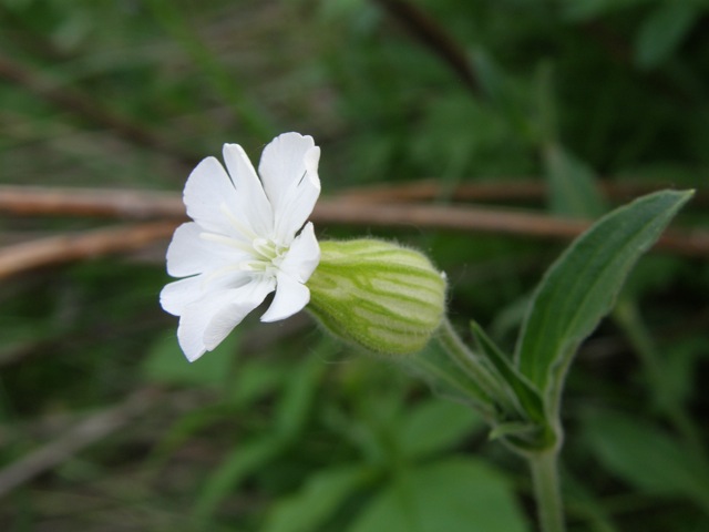 White Campion