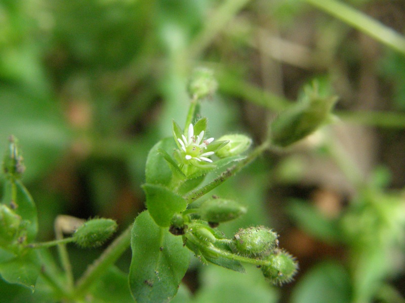 Common Chickweed