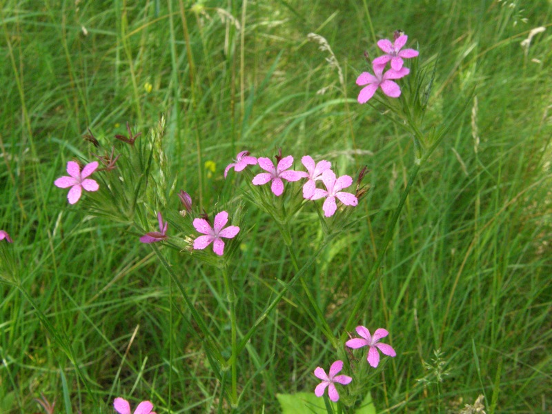 Deptford Pink