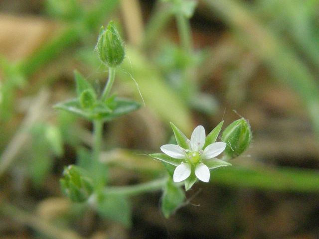 Thyme-leafed Sandwort
