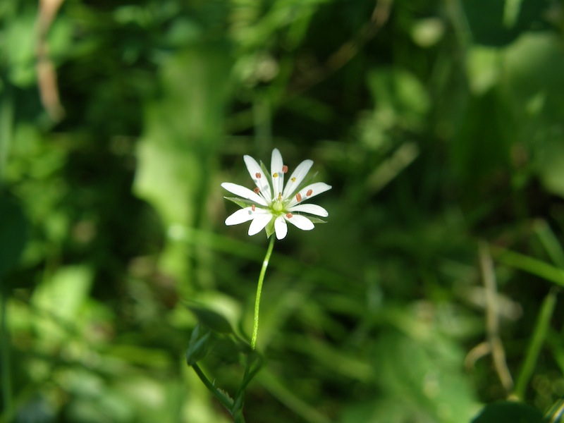 Longleaf Starwort