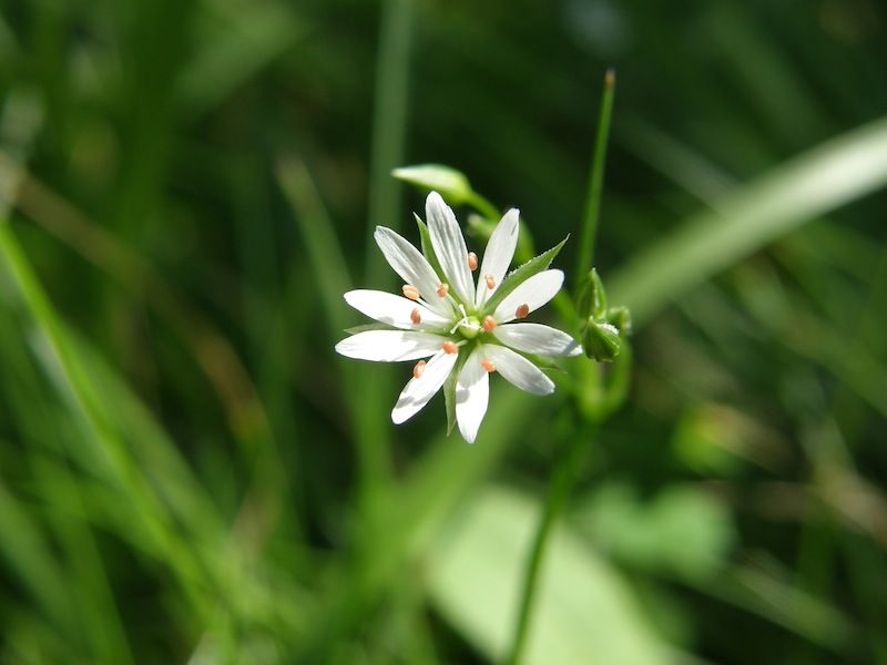 Longleaf Starwort