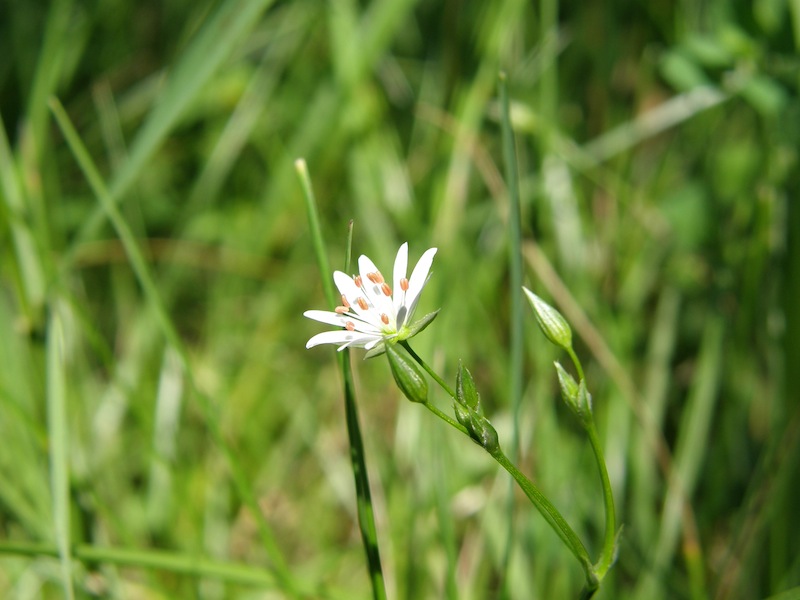 Longleaf Starwort