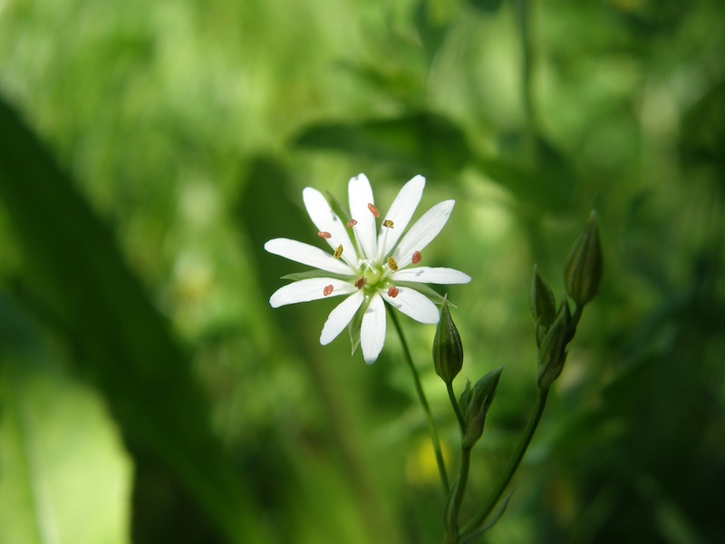 Longleaf Starwort
