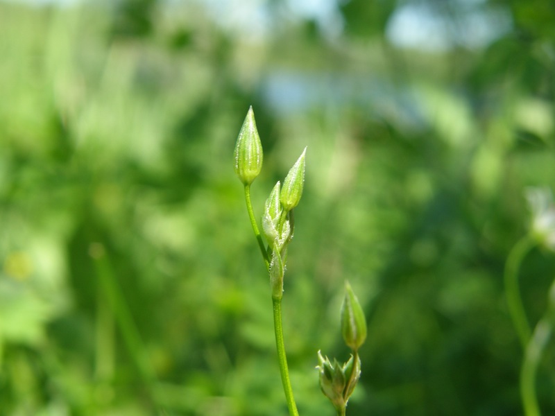 Longleaf Starwort