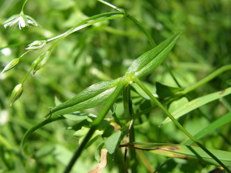 Longleaf Starwort
