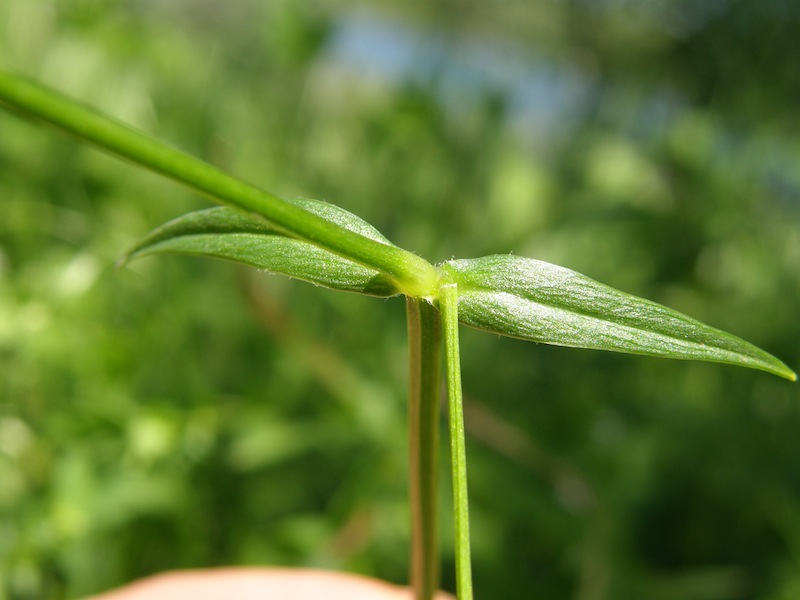 Longleaf Starwort