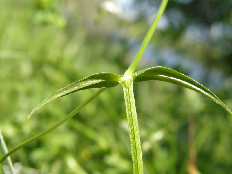 Longleaf Starwort