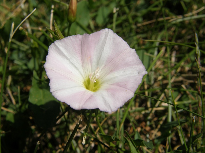 Field Bindweed