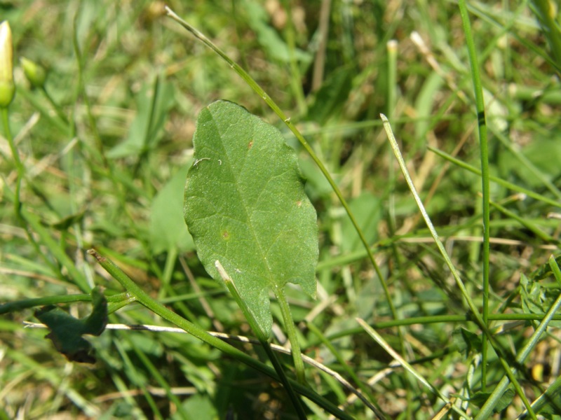 Field Bindweed