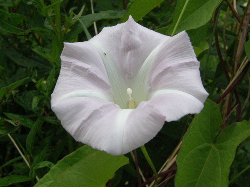 Hedge Bindweed