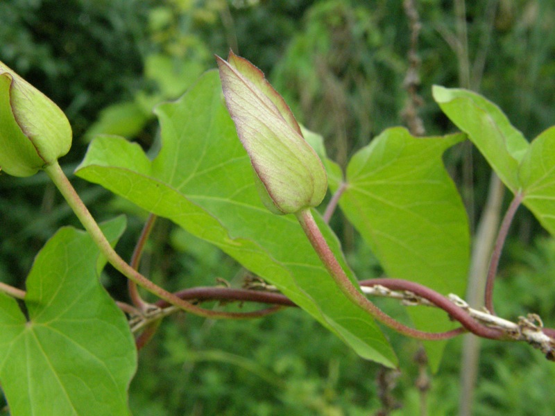 Hedge Bindweed