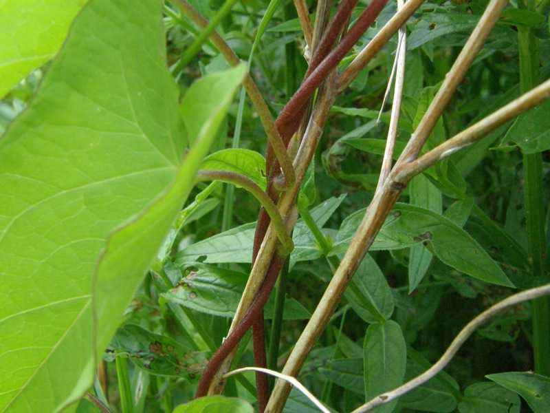 Hedge Bindweed