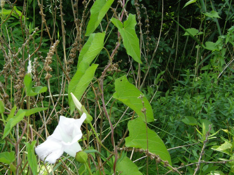Hedge Bindweed