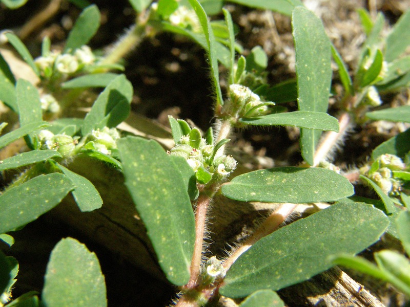 Spotted Spurge