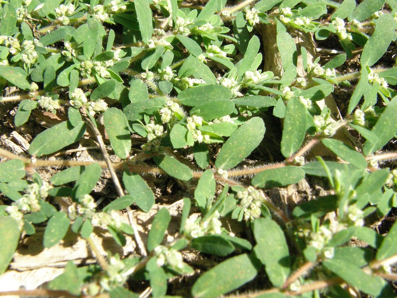 Spotted Spurge