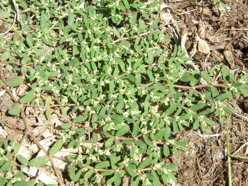 Spotted Spurge