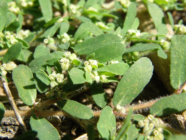 Spotted Spurge
