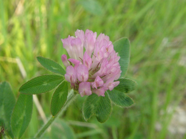 Red Clover