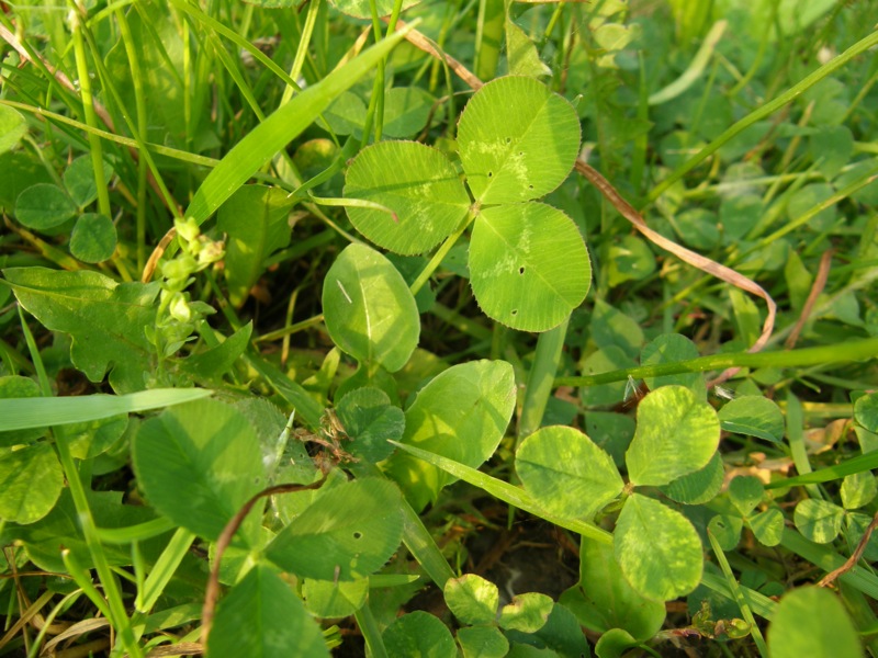 White Clover