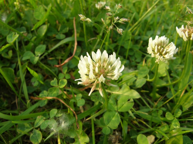 White Clover