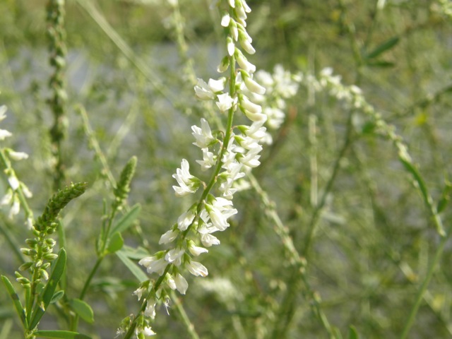 White Sweet Clover