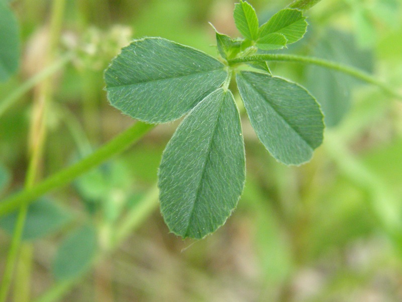Black Medick