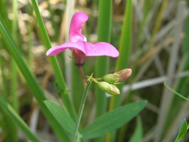 Everlasting Pea