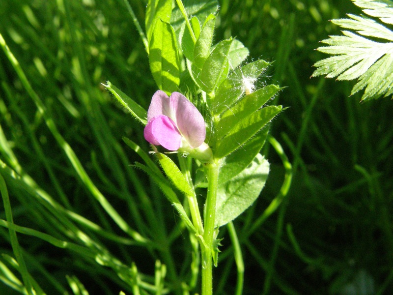 Common Vetch
