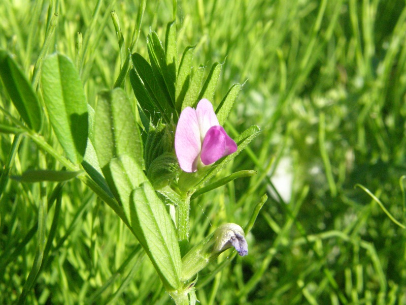 Common Vetch
