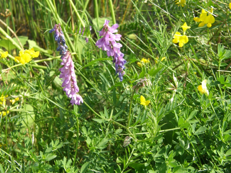 Cow Vetch