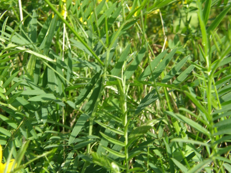 Cow Vetch