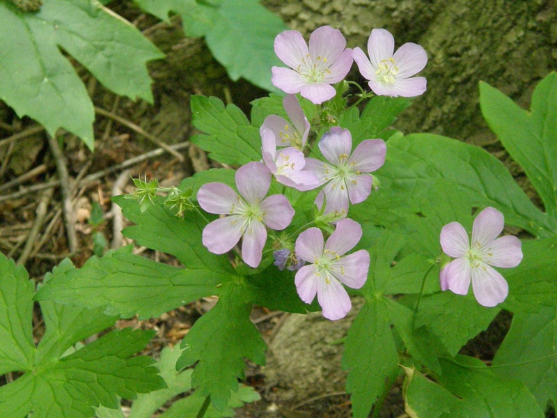 Wild Geranium