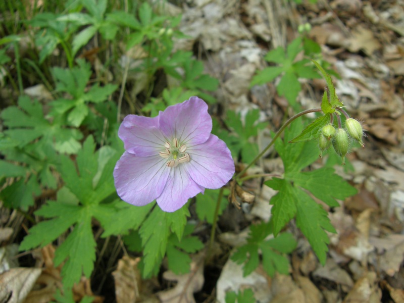 Wild Geranium