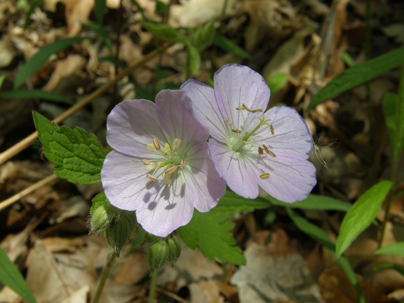 Wild Geranium