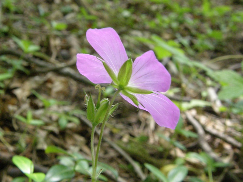 Wild Geranium