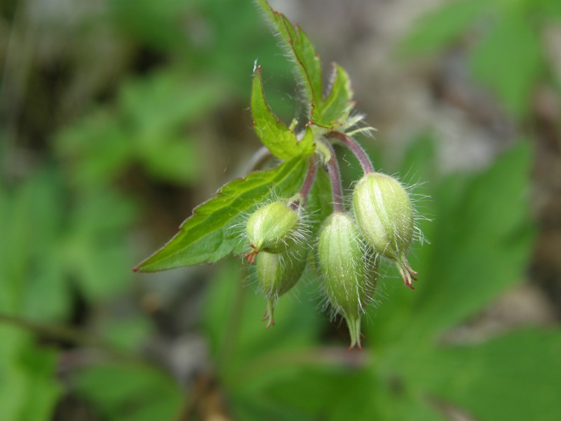 Wild Geranium