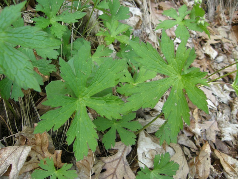 Wild Geranium