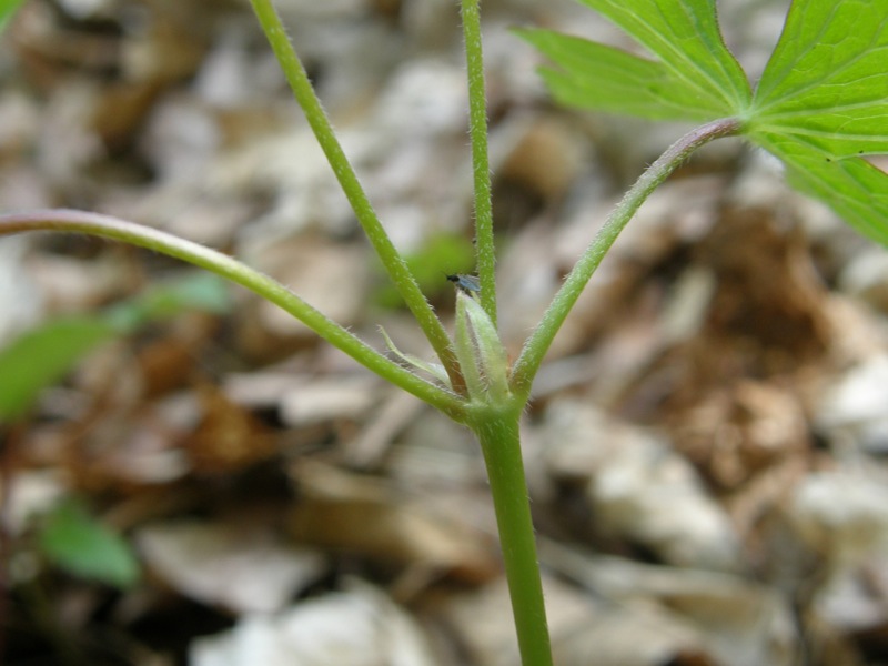 Wild Geranium